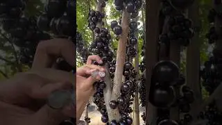 [Weird Fruit] Jabuticaba Fruit (Brazilian Tree Grape)#satisfying #shorts