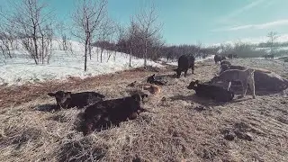 Nature Therapy Farm | Relaxing Music | Farm Animal Melodies