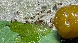 Relaxing Ants Feeding LIVE | Red Ants Eating Rice & Sugar | Relaxing Nature Observation #relaxing
