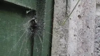 Segestria florentina Tube Web Spider rushing out of its web to catch prey