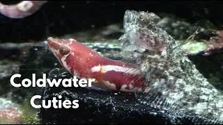 Update 28 - A bit of FEEDING, Checking in on CARL, the CLINGFISH and more.