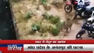 Andhra Pradesh: Leopard on hunt for two hours in Anantapur, injures two