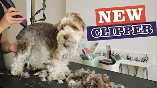 Pet Hair Clipper | Andis Clipper #andis