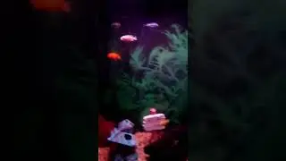 Fish settleing into there new 55 gal