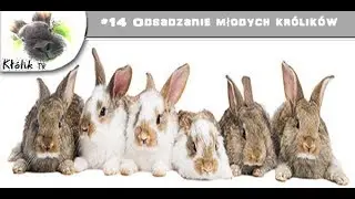 Kłólik TV - #14 Odsadzanie Młodych Królików