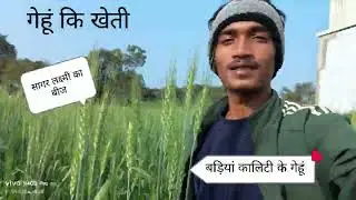 गेहूं कि खेती 🌱 my farms 🌱👍🏻✅ #viral #new #vlog #village #life #vlogs 🗣️