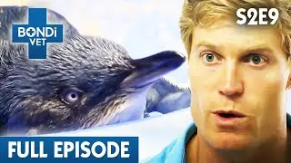 Little Penguin Cannot Stand Up 🐧 | Bondi Vet Season 2 Ep9 | Bondi Vet Full Episodes | Bondi Vet
