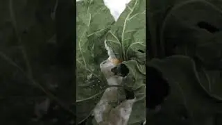 Tiny Silkworms!🌳