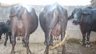 Gujjar Dairy Farm Sialkot | 3 Top Class Best Ever Jhotiyan | Nili Ravi Buffaloes 13 July 2024