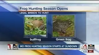 Frog hunting season starts today