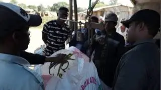 Green Vanilla Market in the SAVA region, Madagascar