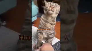 Funny pets brighten life #PetLoveForever #PetInspiration #PetDream