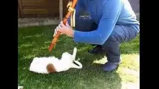 native american flute music - dog dancing 1