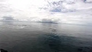Whales / Osa Peninsula, Costa Rica