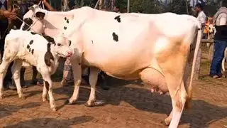 ৩ ফ্রেব্রুয়ারী ২০২৬ || ফ্রিজিয়ান দুধের গাভী বাচ্চার বাজার চান্দাইকোনা হাট থেকে হাটের শেষ মুহূর্তে 