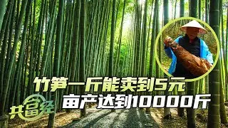 竹子变身发财竹，竹林里生出5份财富，竹笋、竹竿、竹叶、竹梢、笋叶竟然都能换成钱！「共富经」20241106 | 农业致富经 Agriculture And Farming