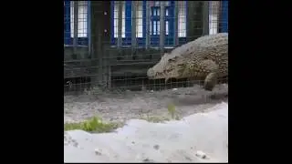 most powerful extinct animals #shorts