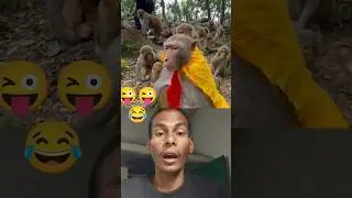 Power of monkey 🐒 😆👧 | Kiliye Kiliye 💃 | Afrobeat Mix | Ilaiyaraaja Magic | 4K Shorts