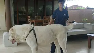 Central Asian Shepherd Dog Breed Standards and Characteristics