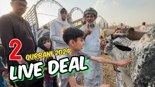 Live soda | soda kitne Ka Hona chahie tha? | sahiwal cholistani bachre | Lahore Cow Mandi Shahpur