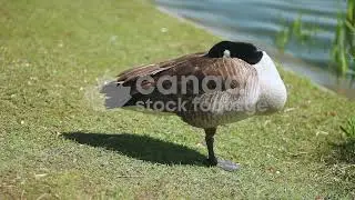 Sleeping Canada goose stock video. Canada goose standing on one leg taking a nap. HD royalty free.
