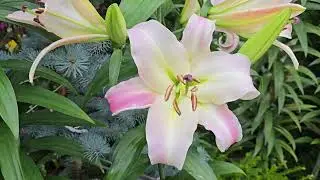 Лилии июля 2025#flowers #цветы #garden #new #plants #new #nature #love #lillyplant #лилии #лилия #