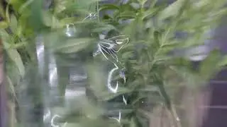 영춘화