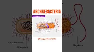 Archaebacteria &ndash; The Ancient Survivors of Earth! #archaebacteria #ancient #bacteria #extremophiles