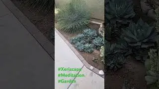 Xeriscape Meditation Garden #ASMR
