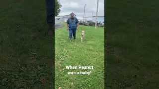 When Peanut, our Mini-donkey, was a baby!
