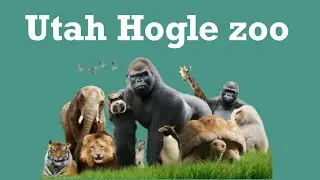 Utah Hogle zoo with the family