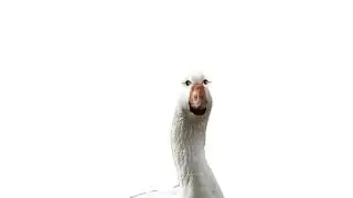 The Animal Sounds Goose Honking   Sound Effect   Animation