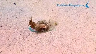 Peacock Razorfish Diving for Cover - Big Island Shore Diving