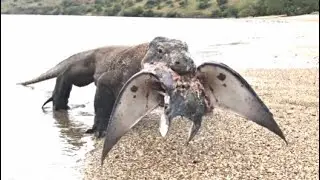 Komodo eats manta rays and then tries to swallow them!!