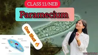 Paramecium|| Class 11-NEB || One Shot 🔥 || Paramecium in Nepali ||Reetu Pun 
