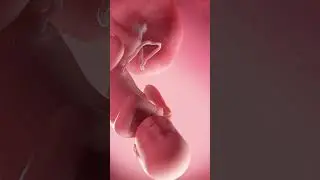 Esse som faz seu beb&ecirc; dormir em segundos! Feito m&aacute;gica 😱💤 #somdoutero #graodegente #utero