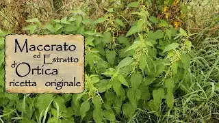 ORTICA - MACERATO ed ESTRATTO: preparazione, evoluzione, utilizzo, conservazione - RICETTA ORIGINALE