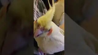 Angry cocktail
