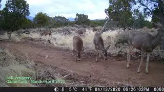 Bell Property Game Cam March/April 2020