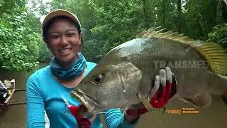 Strike Black Bass dan Mangrove Jack di Sungai Air Payau | JEJAK PETUALANG (08/01/23)