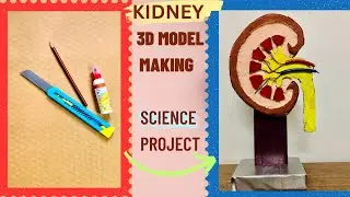 KIDNEY | 3D MODEL |USING CARDBOARD |SCIENCE DAY PROJECT 🥼🧬