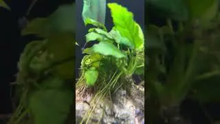 Aquarium plant setup