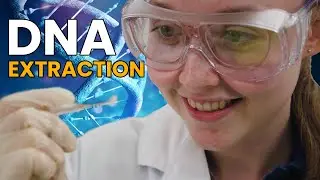 DNA Extraction from Strawberries, Kiwifruit and Banana