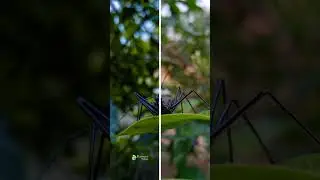 kinemaster before after editing #shorts #lightroom #edit #viral #tutorial #snapped