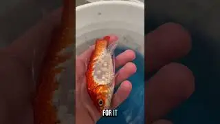 #fyp #shorts #fish #goldfish #zebradanio #fishbreeding #shorts