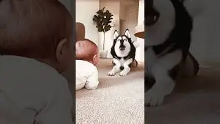 Dog and Baby funny #short