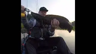 Snakehead fishing in Delaware #shorts
