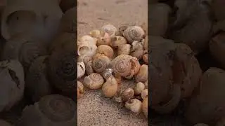 Sem Usar VENENO, Acabe de Vez com Lesmas, Carac&oacute;is e Caramujos