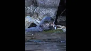 River Otter chomping on a Brown Trout  #fishing #trout #wildlife #riverotter #otter #nature
