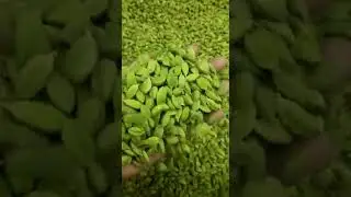 Bulk Green #Cardamom In Maleki Commercial. #business #Spice #India#medicinalplants #Export #Import